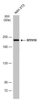 Western Blot: non-muscle heavy chain 10 Myosin Antibody (GT324) [NBP3-13583] - Whole cell extract (30 ug) was separated by 5% SDS-PAGE, and the membrane was blotted with non-muscle heavy chain 10 Myosin antibody [GT324] (NBP3-13583) diluted at 1:5000. The HRP-conjugated anti-mouse IgG antibody (NBP2-19382) was used to detect the primary antibody.