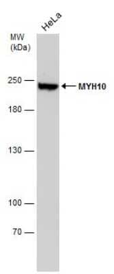 Western Blot: non-muscle heavy chain 10 Myosin Antibody (GT324) [NBP3-13583] - Whole cell extract (30 ug) was separated by 5% SDS-PAGE, and the membrane was blotted with non-muscle heavy chain 10 Myosin antibody [GT324] (NBP3-13583) diluted at 1:5000.