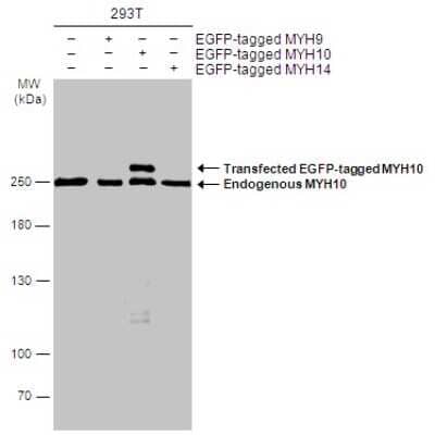 Western Blot: non-muscle heavy chain 10 Myosin Antibody (GT324) [NBP3-13583] - Non-transfected (-) and transfected (+) 293T whole cell extracts (30 ug) were separated by 5% SDS-PAGE, and the membrane was blotted with non-muscle heavy chain 10 Myosin antibody [GT324] (NBP3-13583) diluted at 1:5000. The HRP-conjugated anti-mouse IgG antibody (NBP2-19382) was used to detect the primary antibody.