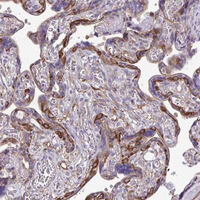 Immunohistochemistry-Paraffin: non-muscle heavy chain 10 Myosin Antibody [NBP2-38824] - Staining of human placenta shows high expression.