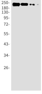 Western Blot: non-muscle heavy chain 10 Myosin Antibody (S05-6D8) [NBP3-19995] - Western blot detection of non-muscle heavy chain 10 Myosin in A549 (Lane 1), HL-60 (Lane 2), U251 (Lane 3), U87-MG (Lane 4) cell lysates using NBP3-19995 (1:1000 diluted). Predicted band size: 229kDa. Observed band size: 229kDa.