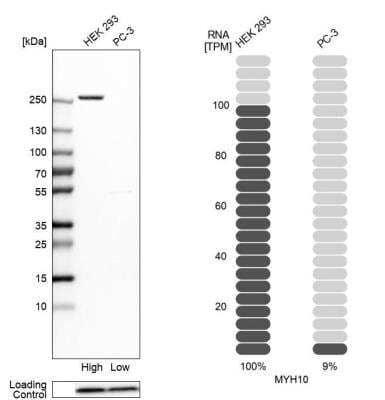 <b>Orthogonal Strategies Validation. </b>Western Blot: non-muscle heavy chain 10 Myosin Antibody [NBP2-38566] - Analysis in human cell lines HEK293 and PC-3 using anti-MYH10 antibody. Corresponding MYH10 RNA-seq data are presented for the same cell lines. Loading control: anti-PFN1.