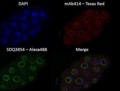 Immunocytochemistry/Immunofluorescence: npp-9 Antibody [48610002] - This image is specific to animal number SDQ3854 Wild-type (N2) mixed-stage embryos; freeze-thaw MeOH preparation; 1% formaldehyde fixation Primary antibodies: 1:1000 SDQ3854; 1:400 mAb414 (anti-NPC control)  Secondary antibodies: 1:200 anti-rabbit Alexa 488; 1:100 anti-mouse Texas Red  DAPI staining