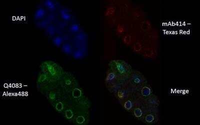 Immunocytochemistry/Immunofluorescence: npp-9 Antibody [48610002] - This image is specific to animal number SDQ4083  Wild-type (N2) mixed-stage embryos; freeze-thaw MeOH preparation; 1% formaldehyde fixation Primary antibodies: 1:1000 SDQ4083; 1:400 (anti-NPC control) Secondary antibodies: 1:200 anti-rabbit Alexa 488; 1:100 anti-mouse Texas Red DAPI staining
