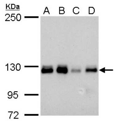 Western Blot: p114RhoGEF Antibody (1972) [NBP2-43546] - Analysis of A. 30 ug 293T whole cell lysate/extract B. 30 ug A431 whole cell lysate/extract C. 30 ug HeLa whole cell lysate/extract D. 30 ug HepG2 whole cell lysate/extract 5 % SDS-PAGE ARHGEF18 antibody [1972] dilution: 1:3000