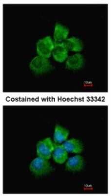 Immunocytochemistry/Immunofluorescence: p114RhoGEF Antibody [NBP1-32816] - Analysis of methanol-fixed A431, using antibody at 1:200 dilution.