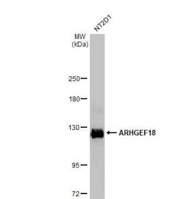 Western Blot: p114RhoGEF Antibody [NBP1-32816] - Whole cell extract (30 ug) was separated by 5% SDS-PAGE, and the membrane was blotted with ARHGEF18 antibody diluted at 1:1000. The HRP-conjugated anti-rabbit IgG antibody (NBP2-19301) was used to detect the primary antibody.