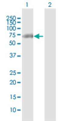 Western Blot: p120-catenin Antibody [H00001500-D01P] - Analysis of CTNND1 expression in transfected 293T cell line by CTNND1 polyclonal antibody.Lane 1: CTNND1 transfected lysate(67.10 KDa).Lane 2: Non-transfected lysate.