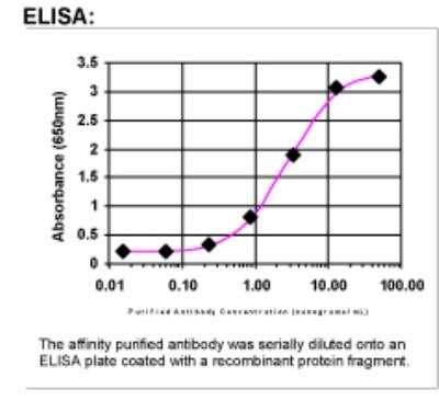 ELISA: p130Cas/BCAR1 Antibody [25990002]