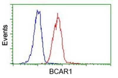 Flow Cytometry: p130Cas/BCAR1 Antibody (OTI1A9) - Azide and BSA Free [NBP2-73181] - Analysis of Jurkat cells, using anti-BCAR1 antibody, (Red), compared to a nonspecific negative control antibody (Blue).