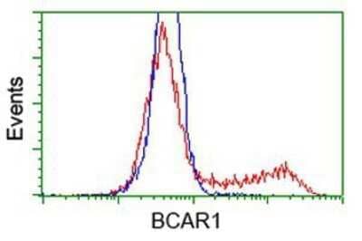 Flow Cytometry: p130Cas/BCAR1 Antibody (OTI1A9) - Azide and BSA Free [NBP2-73181] - HEK293T cells transfected with either overexpression plasmid (Red) or empty vector control plasmid (Blue) were immunostaining by anti-BCAR1 antibody, and then analyzed by flow cytometry.