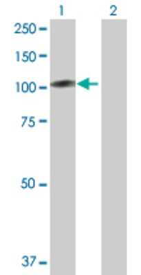 Western Blot: p130Cas/BCAR1 Antibody [H00009564-D01P] - Analysis of BCAR1 expression in transfected 293T cell line by BCAR1 polyclonal antibody.Lane 1: BCAR1 transfected lysate(93.40 KDa).Lane 2: Non-transfected lysate.
