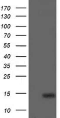 Western Blot: p15INK4b/CDKN2B Antibody (OTI3B6) - Azide and BSA Free [NBP2-73184] - Analysis of HEK293T cells were transfected with the pCMV6-ENTRY control (Left lane) or pCMV6-ENTRY CDKN2B.