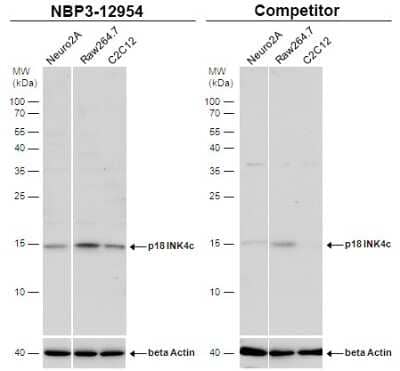 Western Blot p18INK4c/CDKN2C Antibody