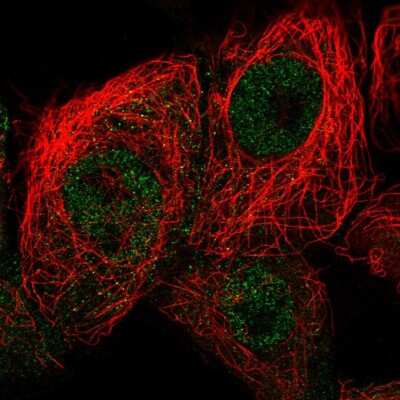 Immunocytochemistry/Immunofluorescence: p19 INK4d Antibody [NBP2-58778] - Staining of human cell line A-431 shows localization to nucleoplasm.