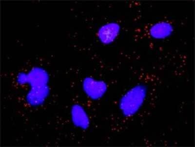 Proximity Ligation Assay: p21/CIP1/CDKN1A Antibody (2F1) [H00001026-M02] - Analysis of protein-protein interactions between CASP3 and CDKN1A. HeLa cells were stained with anti-CASP3 rabbit purified polyclonal 1:1200 and anti-CDKN1A mouse monoclonal antibody 1:50. Each red dot represents the detection of protein-protein interaction complex, and nuclei were counterstained with DAPI (blue).