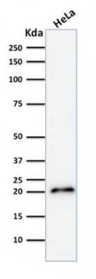 Western Blot: p21/CIP1/CDKN1A Antibody (CIP1/2275R) - Azide and BSA Free [NBP2-80489] - Western Blot Analysis human HeLa cell lysate using p21 Rabbit Recombinant Monoclonal Antibody (CIP1/2275R).
