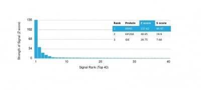 Protein Array: p21/CIP1/CDKN1A Antibody (CIP1/4377R) - Azide and BSA Free [NBP3-08961] - Analysis of Protein Array containing more than 19,000 full-length human proteins using p21/CIP1/CDKN1A Antibody (CIP1/4377R).