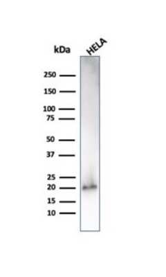Western Blot: p21/CIP1/CDKN1A Antibody (CIP1/4377R) - Azide and BSA Free [NBP3-08961] - Western Blot Analysis of HeLa cell lysate using p21/CIP1/CDKN1A antibody (CIP1/4377R).