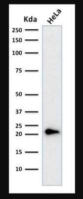 Western Blot: p21/CIP1/CDKN1A Antibody (CIP1/823 + DCS-60.2) - Azide and BSA Free [NBP2-47897] - Analysis of human HeLa cell lysate using p21/CIP1/CDKN1A Antibody (CIP1/823 + DCS-60.2).