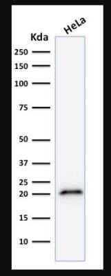 Western Blot: p21/CIP1/CDKN1A Antibody (CIP1/823) - Azide and BSA Free [NBP2-47783] - Analysis of human HeLa cell lysate using p21/CIP1/CDKN1A Antibody (CIP1/823).