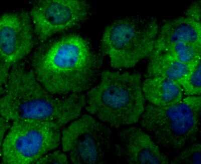 Immunocytochemistry/Immunofluorescence: p23/PTGES3 Antibody (JU09-31) [NBP2-75603] - Staining p23 in A431 cells (green). The nuclear counter stain is DAPI (blue). Cells were fixed in paraformaldehyde, permeabilised with 0.25% Triton X100/PBS.