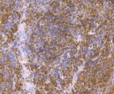 Immunohistochemistry-Paraffin: p23/PTGES3 Antibody (JU09-31) [NBP2-75603] - Analysis of paraffin-embedded human tonsil tissue using anti-p23 antibody. Counter stained with hematoxylin.