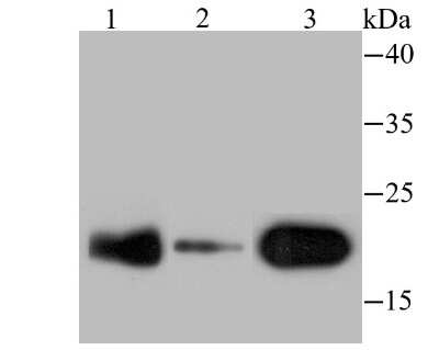 Western Blot: p23/PTGES3 Antibody (JU09-31) [NBP2-75603] - Analysis of p23 on different lysates using anti-p23 antibody at 1/500 dilution.Positive control:Lane 1: Mouse brain tissue   Lane 2: SK-Br-3Lane 3: Rat lung tissue