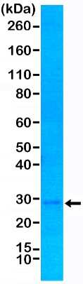 Western Blot: p27/Kip1 Antibody (RM302) [NBP2-61571] - Western Blot of MCF-7 cells lysate using NBP2-61571.