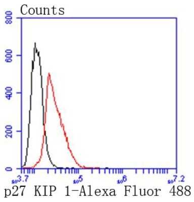 Flow Cytometry: p27/Kip1 Antibody (SU37-04) [NBP2-67485] - Analysis of Hela cells with p27 KIP 1 antibody at 1/50 dilution (red) compared with an unlabelled control (cells without incubation with primary antibody; black). Alexa Fluor 488-conjugated goat anti rabbit IgG was used as the secondary antibody.