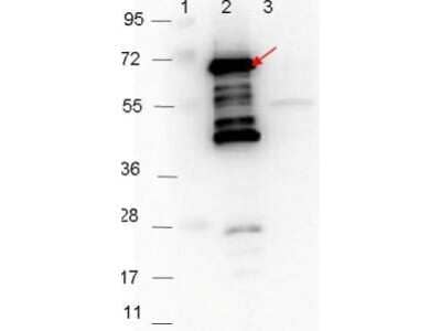 Western Blot: p35 Antibody [NBP2-21650] - Detection of 0.1 ug of recombinant p35 protein. Lane 1: Molecular weight markers. Lane 2: MBP-p35 fusion protein.  Lane 3: MBP alone. Protein was run on a 4-20% gel, then transferred to 0.45 um nitrocellulose. After blocking with 1% BSA-TTBS  overnight at 4C, primary antibody was used at 1:1000 at room temperature for 30 min. HRP-conjugated Goat-Anti-Rabbit  secondary antibody was used at 1:40,000 in Blocking Buffer  and imaged on the 4000 imaging system.