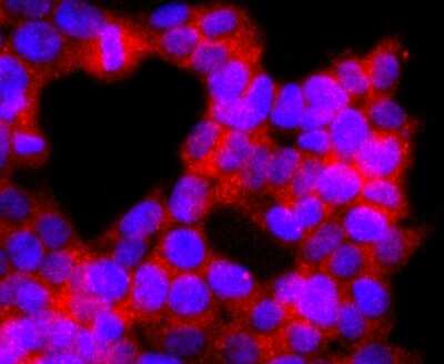Immunocytochemistry/Immunofluorescence: p38 alpha Antibody (JF55-07) [NBP2-67006] - Staining p38 MAPK in 293T cells (red). The nuclear counter stain is DAPI (blue). Cells were fixed in paraformaldehyde, permeabilised with 0.25% Triton X100/PBS.