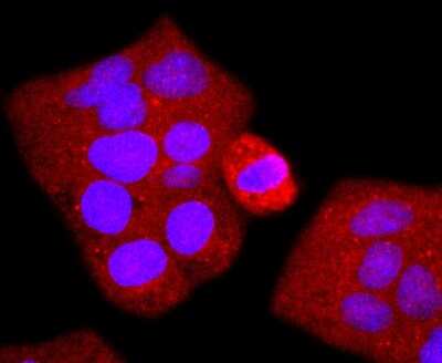 Immunocytochemistry/Immunofluorescence: p38 alpha Antibody (JF55-07) [NBP2-67006] - Staining p38 MAPK in Hela cells (red). The nuclear counter stain is DAPI (blue). Cells were fixed in paraformaldehyde, permeabilised with 0.25% Triton X100/PBS.
