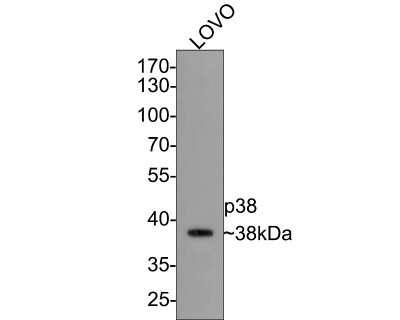 Western Blot: p38 alpha Antibody (JF55-07) [NBP2-67006] - Analysis of p38 on LOVO cell lysates with Rabbit anti-p38 antibody at 1/500 dilution. Lysates/proteins at 10 ug/Lane. Predicted band size: 41 kDa Observed band size: 38 kDa Exposure time: 2 minutes; 10% SDS-PAGE gel. Proteins were transferred to a PVDF membrane and blocked with 5% NFDM/TBST for 1 hour at room temperature. The primary antibody at 1/500 dilution was used in 5% NFDM/TBST at room temperature for 2 hours. Goat Anti-Rabbit IgG - HRP Secondary Antibody at 1:300,000 dilution was used for 1 hour at room temperature.