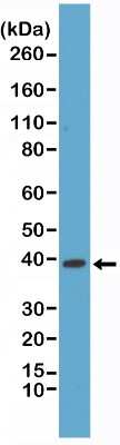 Western Blot: p38 alpha Antibody (RM245) [NBP2-61575] - Western Blot of HeLa cells lysates using NBP2-61575, showed a band of p38 alpha (~38 kDa) expressed in HeLa cells.