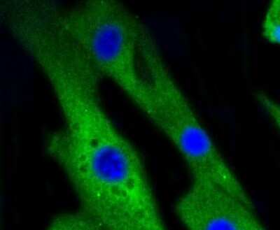 Immunocytochemistry/Immunofluorescence: p38 alpha Antibody (SR43-04) [NBP2-67328] - Staining p38 in NIH/3T3 cells (green). The nuclear counter stain is DAPI (blue). Cells were fixed in paraformaldehyde, permeabilised with 0.25% Triton X100/PBS.