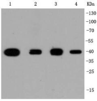 Western Blot: p38 alpha Antibody (SR43-04) [NBP2-67328] - Analysis of p38 on different cell lysates using anti-p38 antibody at 1/1,000 dilution. Positive control: Lane 1: Hela Lane 2: NIH/3T3 Lane 3: PC-12 Lane 4: Jurkat
