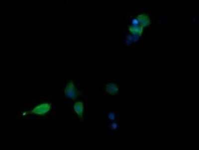 Immunocytochemistry/Immunofluorescence: p38 delta/SAPK4 Antibody (OTI12B2) - Azide and BSA Free [NBP2-73188] - Analysis of COS7 cells transiently transfected by pCMV6-ENTRY p38 delta/SAPK4.