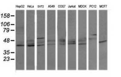 Western Blot: p38 delta/SAPK4 Antibody (OTI12B2) - Azide and BSA Free [NBP2-73188] - Analysis of extracts (35ug) from 9 different cell lines (HepG2: human; HeLa: human; SVT2: mouse; A549: human; COS7: monkey; Jurkat: human; MDCK: canine; PC12: rat; MCF7: human).