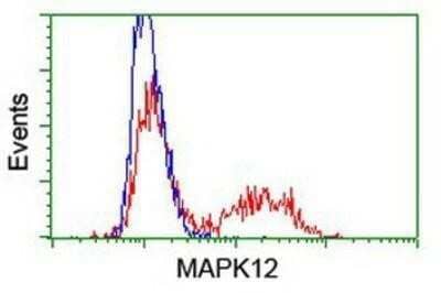 Flow Cytometry: p38 gamma/SAPK3 Antibody (OTI10E1) - Azide and BSA Free [NBP2-73189] - HEK293T cells transfected with either overexpression plasmid (Red) or empty vector control plasmid (Blue) were immunostaining by anti-SAPK3 antibody, and then analyzed by flow cytometry.