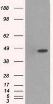 Western Blot: p38 gamma/SAPK3 Antibody (OTI10E1) - Azide and BSA Free [NBP2-73189] - hHEK293T cells were transfected with the pCMV6-ENTRY control (Left lane) or pCMV6-ENTRY SAPK3 (Right lane) cDNA for 48 hrs and lysed. Equivalent amounts of cell lysates (5 ug per lane) were separated by SDS-PAGE and immunoblotted with anti-SAPK3.