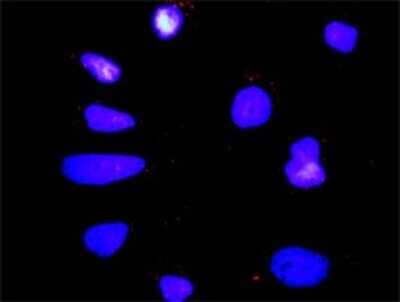 Proximity Ligation Assay: p38 gamma/SAPK3 Antibody [H00006300-D01P] - Analysis of protein-protein interactions between MAPK12 and DLG1. HeLa cells were stained with anti-MAPK12 rabbit purified polyclonal 1:1200 and anti-DLG1 mouse monoclonal antibody 1:50. Each red dot represents the detection of protein-protein interaction complex, and nuclei were counterstained with DAPI (blue).