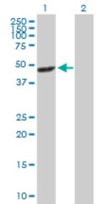 Western Blot: p38 gamma/SAPK3 Antibody [H00006300-D01P] - Analysis of MAPK12 expression in transfected 293T cell line by MAPK12 polyclonal antibody.Lane 1: MAPK12 transfected lysate(41.90 KDa).Lane 2: Non-transfected lysate.