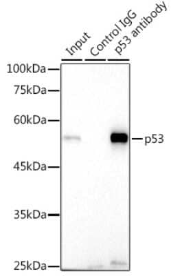 Immunoprecipitation: p53 Antibody (9L6E2) [NBP3-15792] - Immunoprecipitation analysis of 300ug extracts of 293T cells using 3ug p53 antibody (NBP3-15792). Western blot was performed from the immunoprecipitate using p53 antibody (NBP3-15792) at a dilition of 1:1000.