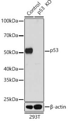 <b>Genetic Strategies Validation. </b>Knockout Validated: p53 Antibody (9L6E2) [NBP3-15792] - Western blot analysis of extracts from normal (control) and p53 knockout (KO) 293T cells, using p53 antibody (NBP3-15792) at 1:1000 dilution. Secondary antibody: HRP Goat Anti-Rabbit IgG (H+L) at 1:10000 dilution. Lysates/proteins: 25ug per lane. Blocking buffer: 3% nonfat dry milk in TBST. Detection: ECL Basic Kit. Exposure time: 10s.