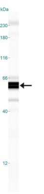 Simple Western: p53 Antibody (OTI5E2) - Azide and BSA Free [NBP2-73200] - Simple Western lane view shows a specific band for p53 in 0.5 mg/ml of Hek293 lysate. This experiment was performed under reducing conditions using the 12-230 kDa separation system.