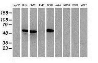 Western Blot: p53 Antibody (OTI5E2) - Azide and BSA Free [NBP2-73200] - Analysis of extracts (35ug) from 9 different cell lines by using anti-p53 monoclonal antibody.