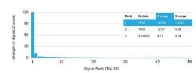 Protein Array: p53 Antibody (PAb122) - Azide and BSA Free [NBP2-59625] - Analysis of Protein Array containing more than 19,000 full-length human proteins. Z- and S- Score: The Z-score represents the strength of a signal that an antibody (in combination with a fluorescently-tagged anti-IgG secondary) produces when binding to a particular protein on the HuProt array. Z-scores are described in units of standard deviations above the mean value of all signals generated on that array. If targets on HuProt are arranged in descending order of the Z-score, the S-score is the difference between the Z-score. S-score therefore represents the relative target specificity of an Ab to its intended target. An Ab is considered to specific to its intended target, if the Ab has an S-score of at least 2.5.