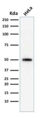 Western Blot: p53 Antibody (SPM590) [NBP2-34387] - Western Blot Analysis of human HeLa cell lysate using p53 Antibody (SPM590).