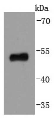 Western Blot: p53 Antibody (SY010-6) [NBP2-67007] - Analysis of p53 on 293 cells lysates using anti-p53 antibody at 1/1,000 dilution.